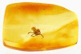 Detailed Fossil Spider (Araneae) In Baltic Amber #367506-1